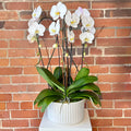 Jumbo Potted Orchid Plant