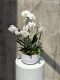 A potted white Phalaenopsis orchid arrangement with several blooms and green leaves, displayed in a white round planter on a white cylindrical pedestal against a textured concrete wall.