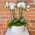 Mini Potted Orchid Plant