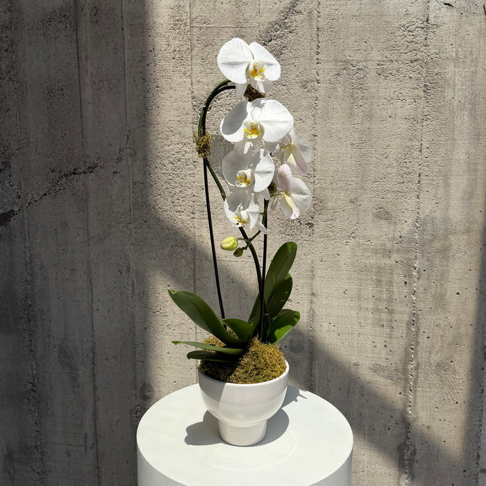 White Phalaenopsis Orchid